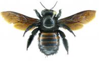 Xylocopa frontalis (Olivier,1789)