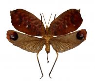 Pterochroza ocellata (Linné, 1758)
