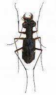 Pentacomia (Poecilochila) lacordairei (Gory, 1833)