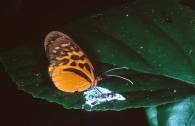 Ithomiinae sp