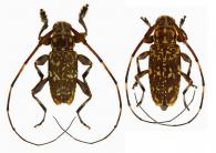 Palame vitticolle (Bates, 1864)  ♂ & ♀