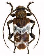 Cotycicuiara magnifica Galileo & Martins, 2011