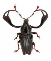 Neoeuscelus longimanus (Olivier, 1789)