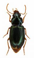 Harpalinae Gen sp2