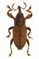 Molytinae Gen sp73