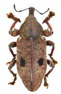 Molytinae Gen sp62