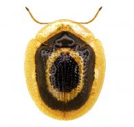 Microctenochira diffinis (Boheman, 1855)