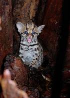 Animaux