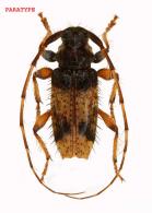 Cosmotomidius nigrisetosus Touroult, Tavakilian & Dalens, 2010 PARATYPE