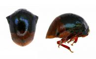Chelyoidea sp4