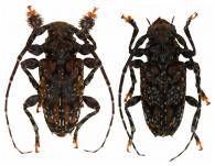 Aegomorphus pantherinus Tavakilian et Néouze, 2013  ♂ & ♀