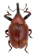 Cleogonus sp76