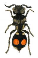 Mutillidae Gen sp6