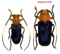 Apagomerina martinsi Audureau & Morvan, 2019  ♂ & ♀ PARATYPE