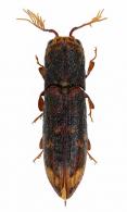 Balgus rugosus (Blanchard, 1843)