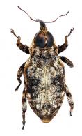 Conoderinae Gen sp58