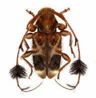 Cosmotoma venustulum Chevrolat, 1844