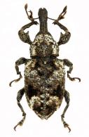 Curculionidae Gen sp91