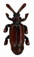 Paussinae ? Gen sp1