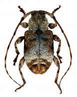 Leptostylus candidus  Monné, Monné & Tavakilian, 2013 
