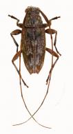 Acanthocinini Gen sp G161