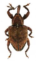 Conotrachelus sp61