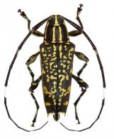 Colobothea obconica  Aurivillius, 1902