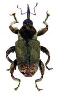 Cryptorhynchus sp10