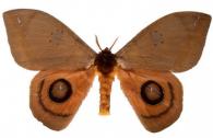 Automeris fletcheri Lemaire, 1966