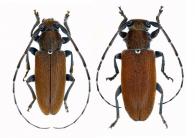 Estoloides (Estoloides) alboscutellaris  Breunning, 1943  ♂ & ♀