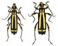 Eclipta malacodermoides    (Penaherrera-leiva & Tavakilian, 2003) ♂ & ♀