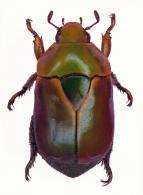 Dorysthetus lineatopennis   Ohaus, 1912