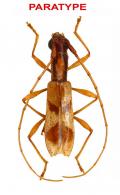 Microibidion kawensis Audureau, 2015  PARATYPE