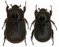 Paraphileurus ventricosus  Endrödi, 1978 ♂ & ♀
