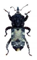 Colpothorax undulatus (Desbrochers, 1890)