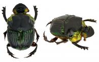 Diabroctis mimas (Linné, 1767)