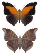 Historis odius dious Lamas, 1995