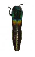 Agrilaxia sp4