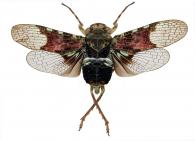 Fulgoridae Gen sp16