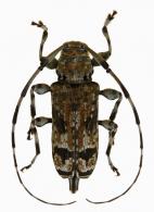 Neobaryssinus altissimus Berkov & Monné, 2010
