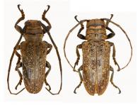 Oncideres gutturator (Fabricius, 1775) ♂ & ♀