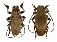 Marensis simplex (Bates, 1865)  ♂ & ♀