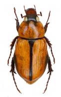 Cyclocephala unidentata  Endrödi, 1980