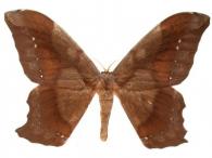 Arsenura batesii (Felder & Rogenhofer, 1874)