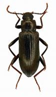 Strongylium sp14