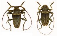 Oreodera melzeri  Monné & Fragoso, 1988   ♂ & ♀
