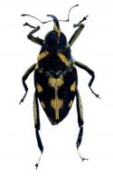 Macrocopturus leucomelas (Heller, 1895)