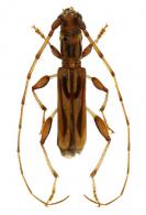Neozodes  signatus  Zajciw 1958
