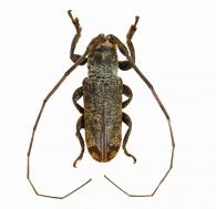 Cyclicasta terminata  (Buquet, 1859)