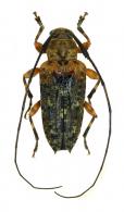 Nealcidion badium Monné & Delfino, 1986